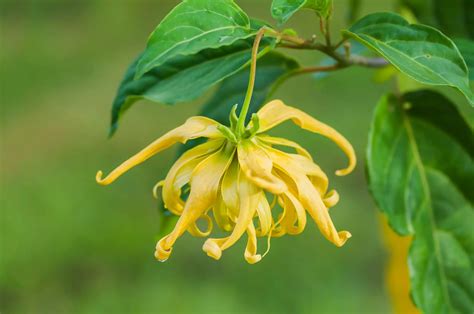 Ylang ylang to a Florida Landscape Adds a Hint of Chanel No. 5 